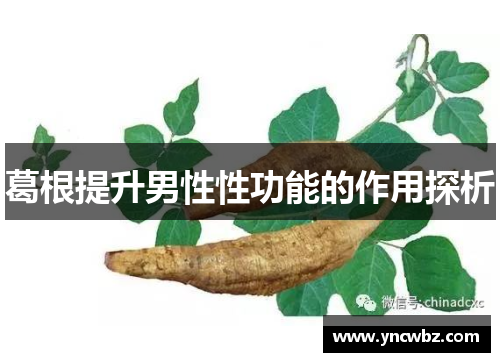 葛根提升男性性功能的作用探析